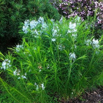 Amsonia hubrichtii - Arkansas Blue Star Amsonia hubrichtii - Arkansas Blue Star