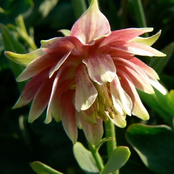 Aquilegia vulgaris 'Nora Barlow' - Nora Barlow Columbine Aquilegia vulgaris 'Nora Barlow' - Nora Barlow Columbine
