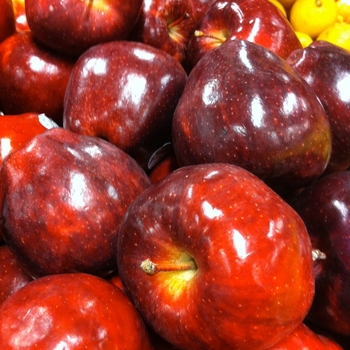 Malus 'Red Delicious' - Red Delicious Apple
