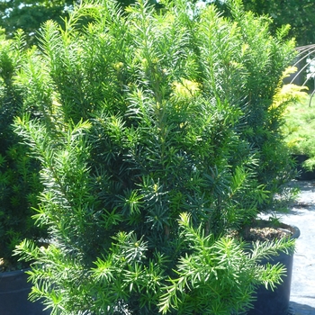 Taxus x media 'Hicksii - Hicks Yew