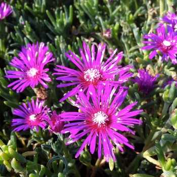 Delosperma cooperi - Hardy Ice Plant Delosperma cooperi - Hardy Ice Plant