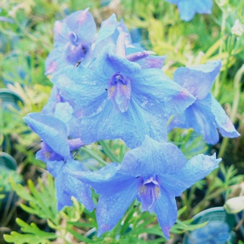 Delphinium grandiflorum 'Blue Butterfly' - Chinese Larkspur Delphinium grandiflorum 'Blue Butterfly' - Chinese Larkspur
