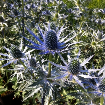 Eryngium x zabellii 'Big Blue' - Big Blue Sea Holly Eryngium x zabellii 'Big Blue' - Big Blue Sea Holly
