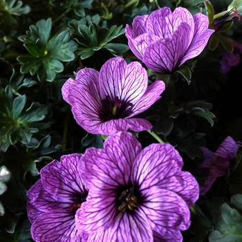 Geranium cinereum 'Ballerina' - Ballerina Geranium Geranium cinereum 'Ballerina' - Ballerina Geranium
