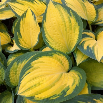 Hosta 'Orange Marmalade' - Orange Marmalade Hosta Hosta 'Orange Marmalade' - Orange Marmalade Hosta