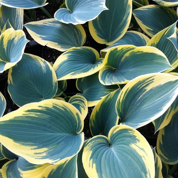 Hosta hybrid - 'First Frost' Hosta hybrid - 'First Frost'