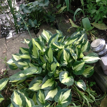 Hosta 'Whirlwind' - Whirlwind Hosta Hosta 'Whirlwind' - Whirlwind Hosta