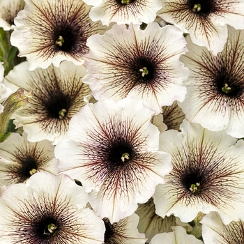 Petunia hybrid - Supertunia® Latte™ Petunia hybrid - Supertunia® Latte™