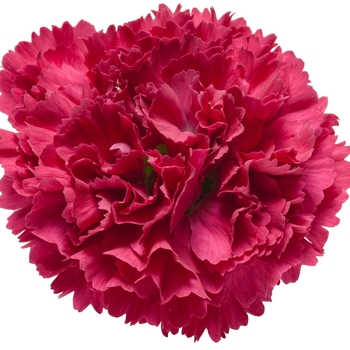 Dianthus hybrid - Fruit Punch® 'Cranberry Cocktail' Dianthus hybrid - Fruit Punch® 'Cranberry Cocktail'