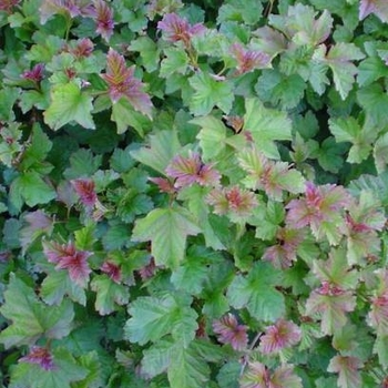 Viburnum trilobum 'Jewel Box' - Dwarf Cranberry Viburnum 