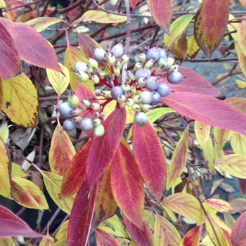 Cornus obliqua ''Powell Gardens'' PP27873 (Silky Dogwood) - Red Rover® Silky Dogwood