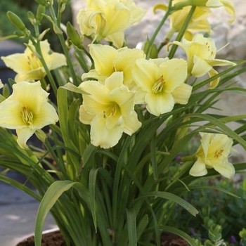 Hemerocallis 'Fragrant Returns' - Fragrant Returns Daylily