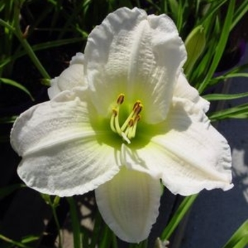 Hemerocallis 'Gentle Shepherd' - Gentle Shepherd Daylily