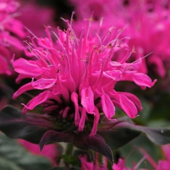 Monarda didyma 'Balmy Rose™' - Balmy™ Rose Monarda