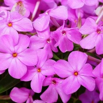 Phlox paniculata 'Forever Pink' - Forever Pink Phlox Phlox paniculata 'Forever Pink' - Forever Pink Phlox