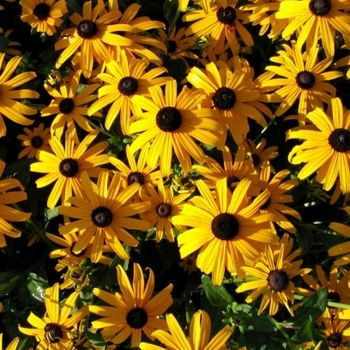 Rudbeckia fulgida 'Goldsturm' - Black-eyed Susan Rudbeckia fulgida 'Goldsturm' - Black-eyed Susan