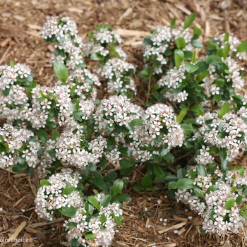 Aronia melanocarpa 'UCONNAM165' PP28789 CBRAF - Low Scape Mound®