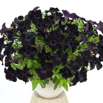 Petunia hybrid - Black Ray Petunia Petunia hybrid - Black Ray Petunia