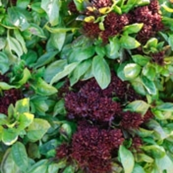 Ocimum basilicum 'Balsamic Bloom' - Balsamic Bloom Basil Ocimum basilicum 'Balsamic Bloom' - Balsamic Bloom Basil