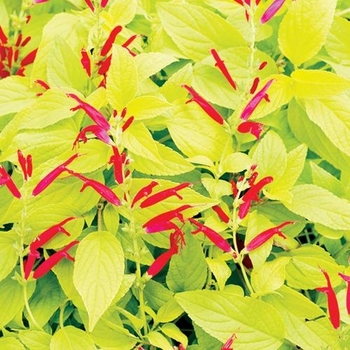 Salvia officinalis 'Golden Delicious ' - Golden Delicious Sage Salvia officinalis 'Golden Delicious ' - Golden Delicious Sage