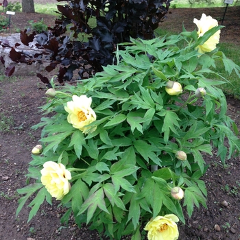 Paeonia suffruticosa 'Kinshi' - Tree Peony Paeonia suffruticosa 'Kinshi' - Tree Peony