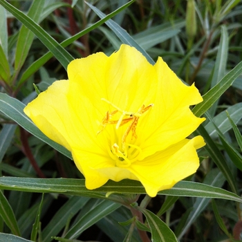 Oenothera macrocarpa ssp. 'fremontii' - Fremont's Missouri Primrose Oenothera macrocarpa ssp. 'fremontii' - Fremont's Missouri Primrose