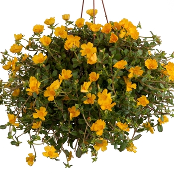 Portulaca oleracea - Pazazz Nano Gold Portulaca oleracea - Pazazz Nano Gold