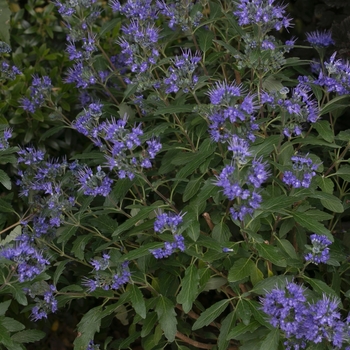 Caryopteris x clandonensis - Beyond Midnight® Caryopteris x clandonensis - Beyond Midnight®