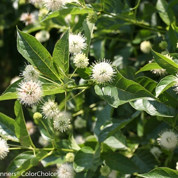 Cephalanthus occidentalis - 'Sugar Shack®' Buttonbush