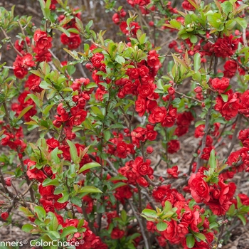 Chaenomeles 'Scarlet Storm' - 'Scarlet Storm' Flowering Quince Chaenomeles 'Scarlet Storm' - 'Scarlet Storm' Flowering Quince