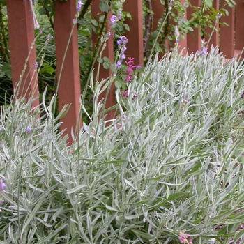 Lavandula angustifolia 'Twickel Purple' - English Lavender Lavandula angustifolia 'Twickel Purple' - English Lavender