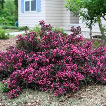 Weigela florida 'Spilled Wine' - 'Spilled Wine' Weigela