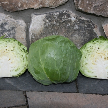 Brassica oleracea var capitata - Copenhagen Cabbage Brassica oleracea var capitata - Copenhagen Cabbage