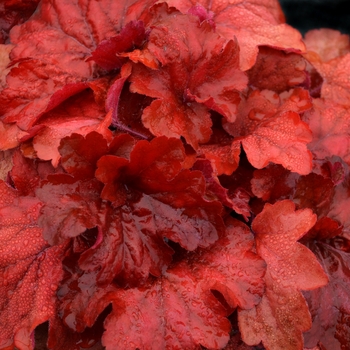 Heuchera 'Fire Alarm' - Fire Alarm Coral Bells Heuchera 'Fire Alarm' - Fire Alarm Coral Bells