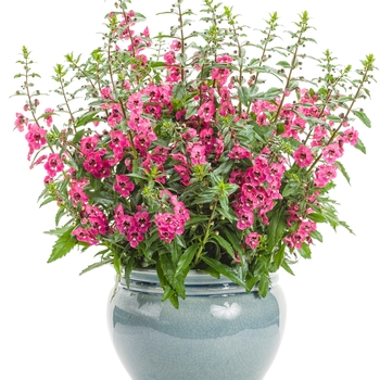 Angelonia hybrid - Angelface™ Perfectly Pink Angelonia hybrid - Angelface™ Perfectly Pink