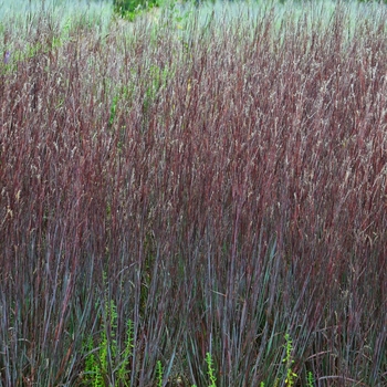 Schizachyrium scoparium - Prairie Winds® Blue Paradise