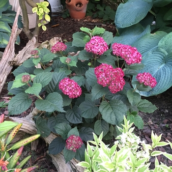 Hydrangea arborescens (Smooth Hydrangea) - Invincibelle&reg; 'Ruby'