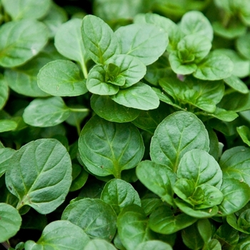 Mentha 'Orange ' - Orange Mint Mentha 'Orange ' - Orange Mint