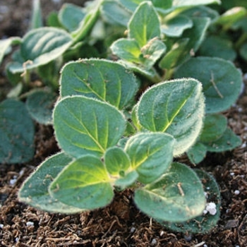 Origanum vulgare ssp. hirtum 'Hot and Spicy ' - Hot and Spicy Oregano Origanum vulgare ssp. hirtum 'Hot and Spicy ' - Hot and Spicy Oregano