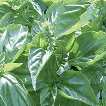 Ocimum basilicum 'Genovese' - Genovese Basil Ocimum basilicum 'Genovese' - Genovese Basil