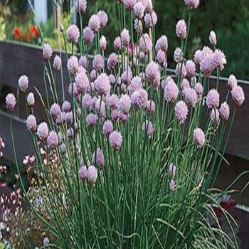 Allium schoenoprasum 'Onion' - Onion Chives Allium schoenoprasum 'Onion' - Onion Chives