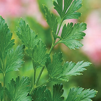 Petroselinum crispum 'Italian ' - Italian Parsely Petroselinum crispum 'Italian ' - Italian Parsely