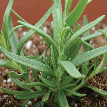 Rosmarinus officinalis 'Barbeque' - Barbeque Rosemary Rosmarinus officinalis 'Barbeque' - Barbeque Rosemary