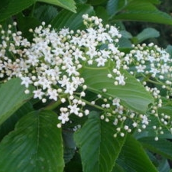 Viburnum sieboldii 'Wavecrest' - Wavecrest Viburnum