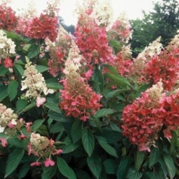 Hydrangea paniculata 'Pinky Winky' - Pinky Winky® Hydrangea 