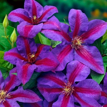 Clematis 'Mrs. N. Thompson' - Mrs. N. Thompson Clematis Clematis 'Mrs. N. Thompson' - Mrs. N. Thompson Clematis