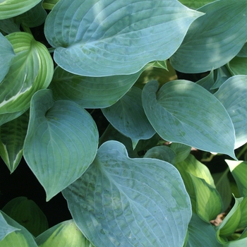 Hosta 'Blue Hawaii' - Blue Hawaii Hosta Hosta 'Blue Hawaii' - Blue Hawaii Hosta