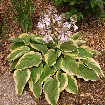 Hosta 'Frozen Margarita' - Frozen Margarita Hosta Hosta 'Frozen Margarita' - Frozen Margarita Hosta