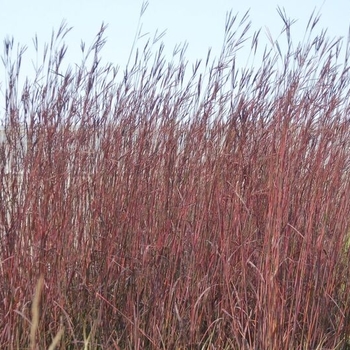 Andropogon gerardii 'Red October' - Red October Big Bluestem Andropogon gerardii 'Red October' - Red October Big Bluestem