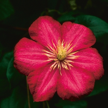 Clematis 'Ernest Markham' - Ernest Markham Clematis Clematis 'Ernest Markham' - Ernest Markham Clematis